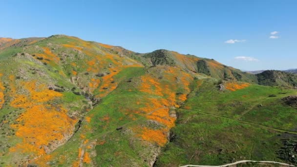 Kalifornien Vallmo Super Bloom Walker Canyon Antenn Skott Usa Framåt — Stockvideo