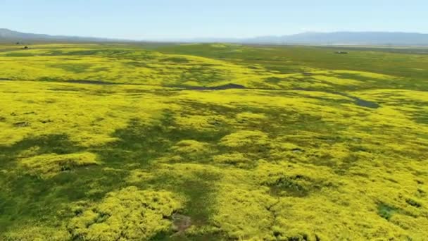 Carrizo Plain Ulusal Anıtı Yakınlarındaki Goldfields Çiçeğiyle Dolu Tepelerin Üzerinden — Stok video