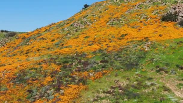 California Poppy Super Bloom Walker Canyon Fly Aerial Shot Usa — Stock Video