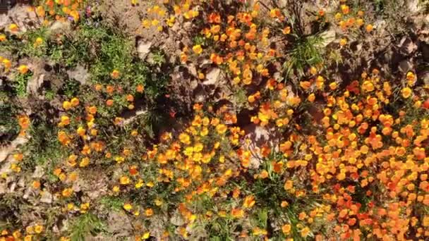 California Poppy Super Bloom Bird Eye View Walker Canyon Aerial — Stock video