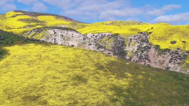 Aerial Shot Goldfields Lila Tansy Flowers Super Bloom Kanyonokban Közel — Stock videók