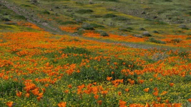 Antelope Valley Super Bloom 2019 California Poppy Spring Flowers — Stock video