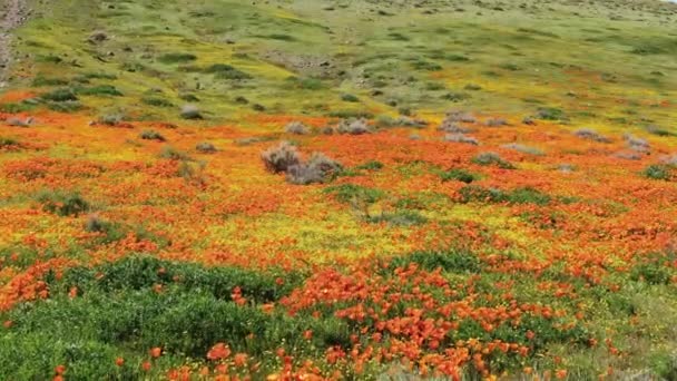 Antelope Valley Poppy Super Bloom 2019 Άνοιξη Λουλούδια Πετούν Πάνω — Αρχείο Βίντεο