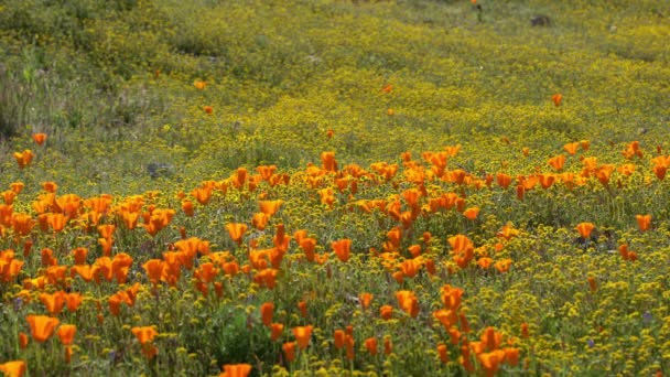 California Goldfields Flores Amapola Super Bloom Antelope Valley — Vídeo de stock