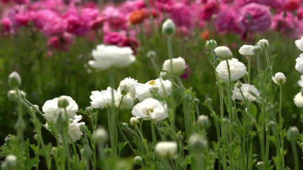 Περσική Buttercup Λουλούδια Λευκό Ranunculus Asiaticus — Αρχείο Βίντεο