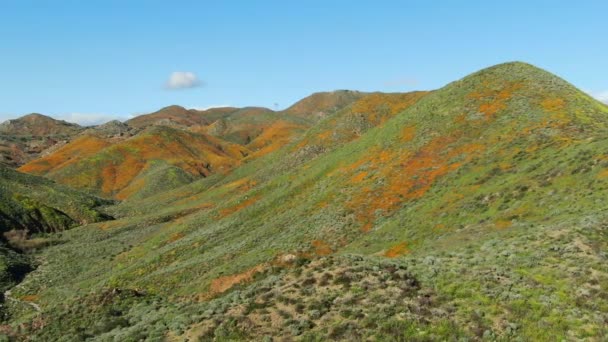 Califórnia Poppy Super Bloom Walker Canyon Aerial Shot Eua Esquerda — Vídeo de Stock