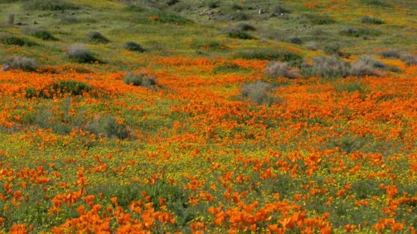 Antelope Valley Super Bloom 2019 Kalifornia Mák Tavaszi Virágok