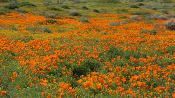 Antelope Valley Super Bloom 2019 Californië Poppy Spring Flowers — Stockvideo