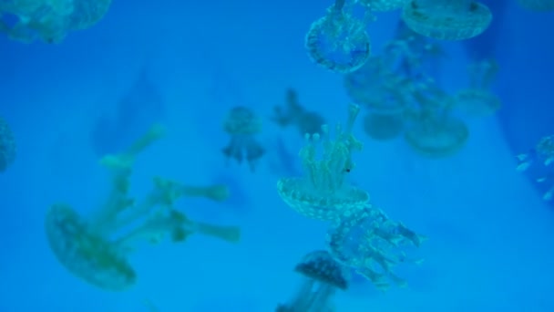 Zbliżenia Materiału Filmowego Spotted Lagoon Jellyfish — Wideo stockowe