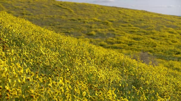 Carrizo Plain Monumento Nazionale Usa California Goldfields Fiori Super Bloom — Video Stock