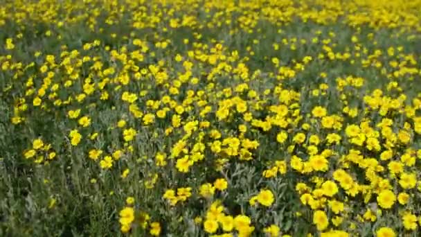 Soda Lake Carrizo Plain National Monument Usa Kalifornien Goldfields Blommor — Stockvideo