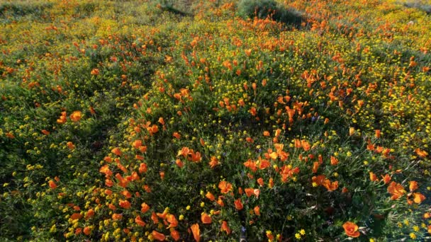 California Super Bloom 2019 Poppy Flowers Antelope Valley Time Lapse — стокове відео