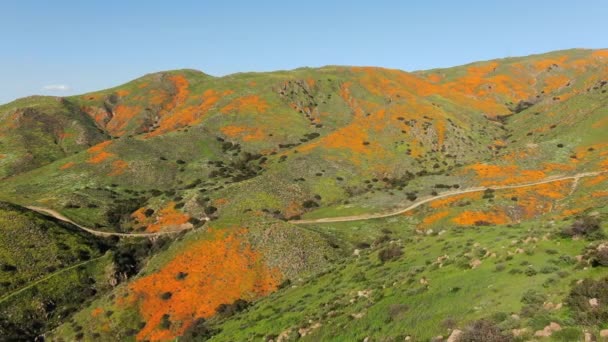 California Poppy Super Bloom Walker Canyon Aerial Shot Usa Backward — Stock video