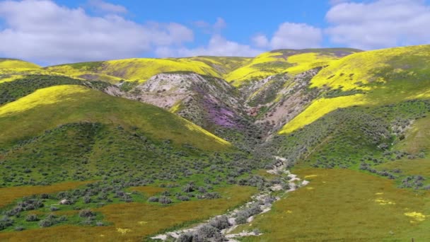 Aerial Skott Goldfields Och Lila Tansy Blommor Super Bloom Canyons — Stockvideo