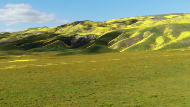 カルリゾ平原近くの山の丘の上に空中ショットゴールドフィールドの花スーパーブルーム国立記念碑前に — ストック動画