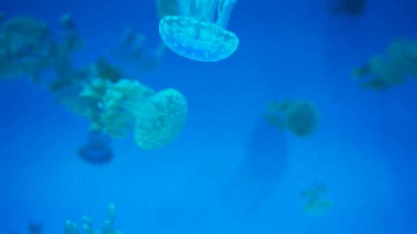 Κοντινό Πλάνο Του Spotted Lagoon Jellyfish — Αρχείο Βίντεο