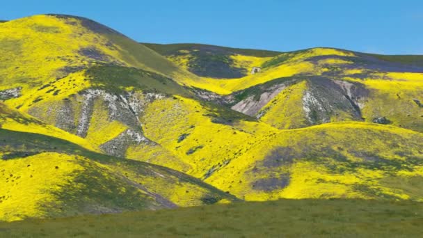 Carrizo Plain National Monument Goldfields Phacelia Flowers Mountain Hills Időeltolódás — Stock videók