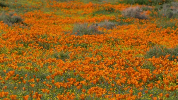 California Pfly Super Bloom 2019 Antelope Valley — стоковое видео