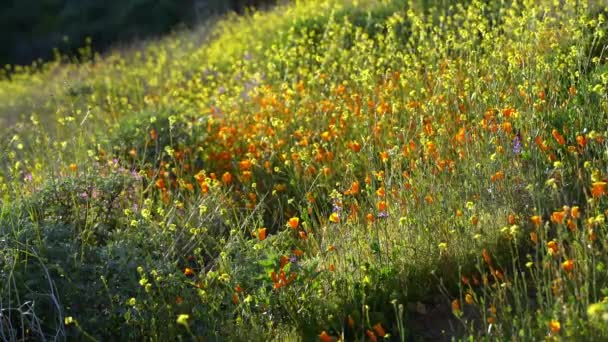 California Super Blom Pfi Spring Flowers Lake Elsinore Walker Canyon — стоковое видео