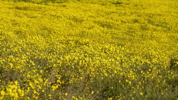 California Goldfields Flowers Super Bloom Carrizo Plain National Monument Amerikai — Stock videók