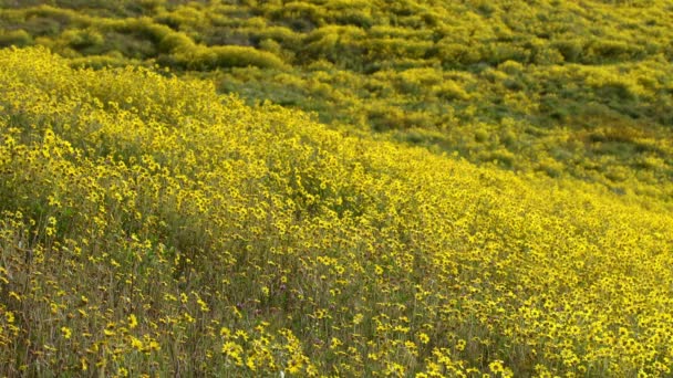 California Goldfields Flowers Super Bloom Hills Carrizo Plain National Monument — Stock videók