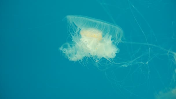 水母游动蓝色背景水底生物 — 图库视频影像