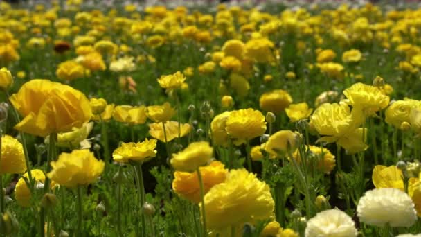 Perzische Boterbloem Bloemen Gele Ranunculus Asiaticus — Stockvideo