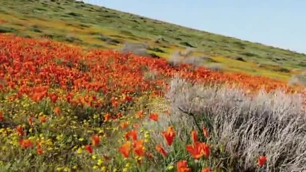 Poppy Květy Dolly Shot California Super Bloom 2019 Antelope Valley — Stock video