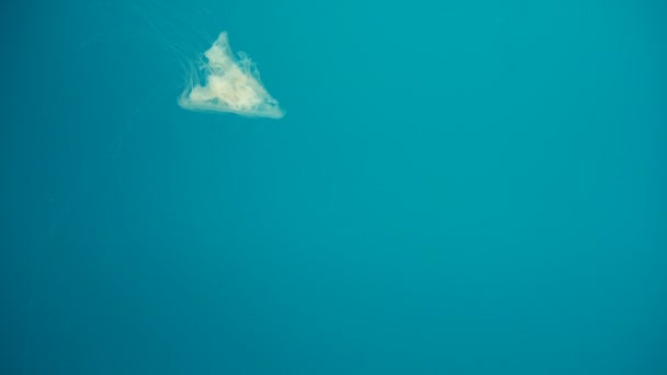 クラゲスイミングブルーの背景水中の海の生き物 — ストック動画