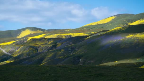 カリゾ平原国定記念物ファセリア ゴールドフィールド花々カリフォルニア州のタイムラプスの影 — ストック動画