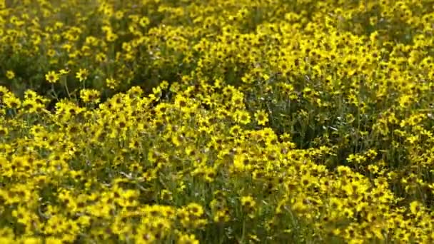 カリフォルニア ゴールドフィールド フラワーズ クローズ スーパー ブルームカリゾ平原国定公園 Usa — ストック動画