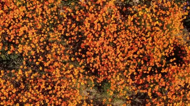 California Poppy Super Bloom Bird Eye View Walker Canyon Aerial — Video Stock