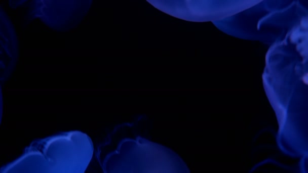 Imagens Close Moon Jellyfish Fundo Preto — Vídeo de Stock