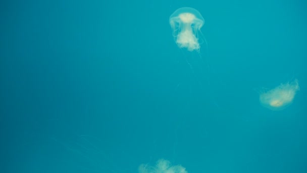 Meduse Nuoto Blu Sfondo Subacqueo Mare Creature — Video Stock