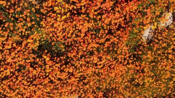 California Poppy Super Bloom Bird Eye View Walker Canyon Aerial — Vídeo de stock