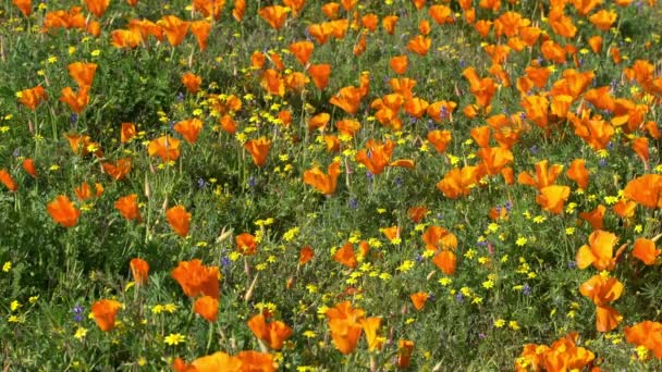 Antelope Valley Super Bloom 2019 California Poppy Spring Flowers — Stock Video