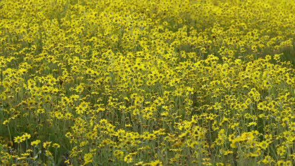 California Goldfields Flowers Super Bloom Carrizo Plain National Monument Amerikai — Stock videók