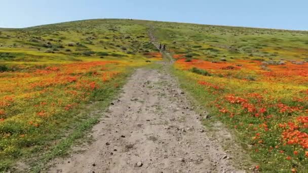Sendero Senderismo Valle Antelope Durante Poppy Super Bloom 2019 Dolly — Vídeo de stock