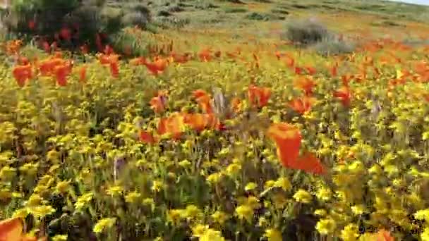 Bug Eye View Poppy Kwiaty Super Bloom Antelope Valley Kalifornia — Wideo stockowe