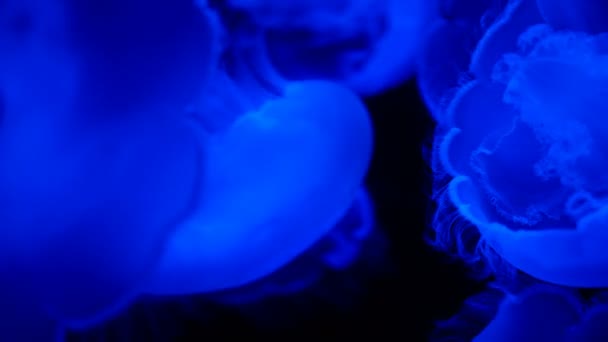 Close Footage Moon Jellyfish Black Background — Stock Video