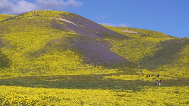 Carrizo Plain National Monument Kalifornien Goldfields Och Tansy Phacelia Blommor — Stockvideo