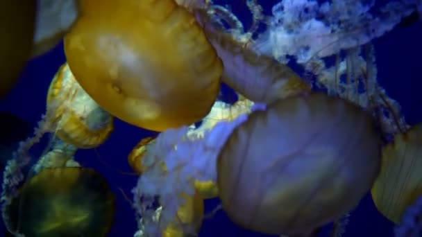 水母太平洋荨麻在水族馆海底生物中游泳 — 图库视频影像