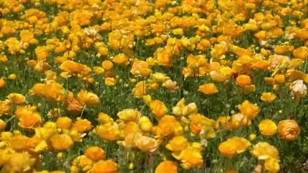 Περσική Buttercup Λουλούδια Κίτρινο Ranunculus Asiaticus — Αρχείο Βίντεο