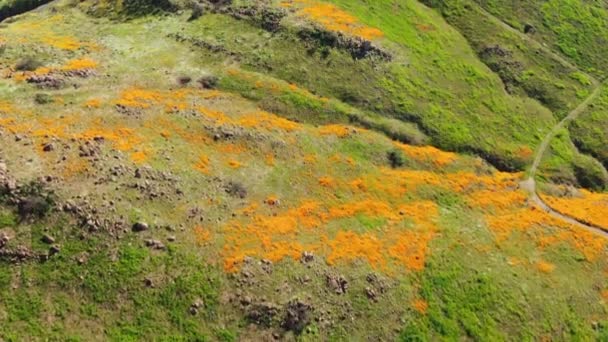 California Poppy Super Bloom Walker Canyon Aerial Shot Usa Forward — Stock Video