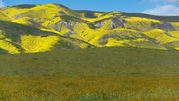 Carrizo Plain Nemzeti Emlékmű Aranymezők Phacelia Virágok Mountain Hills Idő — Stock videók