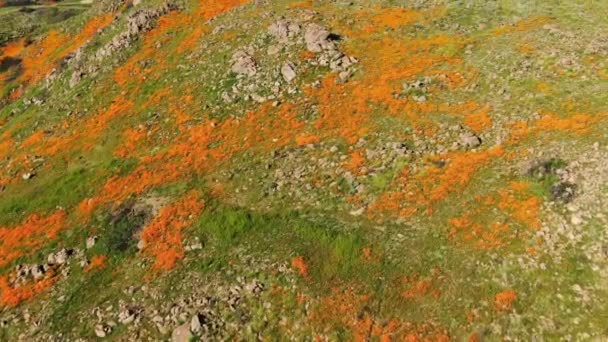 California Poppy Super Bloom Walker Canyon Aerial Shot Usa Bird — Stock Video