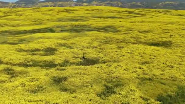 Volar Sobre Colinas Llenas Flores Goldfields Cerca Carrizo Plain National — Vídeo de stock