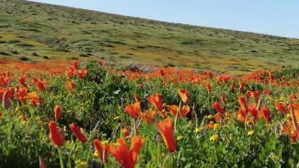 Bug Eye View Poppy Flowers Super Bloom Antelope Valley California — Stock video