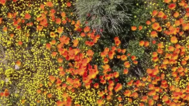 Vista Los Ojos Las Aves California Poppy Super Bloom 2019 — Vídeo de stock