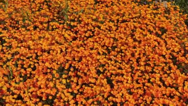 California Poppy Super Bloom Bird Eye View Walker Canyon Aerial — Vídeo de stock